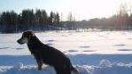 Tässä esiintyy ihastuttava seropi Luumu. Luumun perimästä löytyy Gorgi ja Labradorin noutaja. Kummankin parhaat ominaisuudet luumumaisessa paketissa!