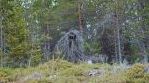 Posiolla kalastusreissulla törmäsimme kelottuneseen kuuseen, joka näytti ihan metsänhaltijalta vartioimassa nuorta taimikkoa.