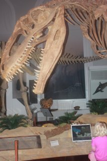 Eläinmuseon dinosaurus