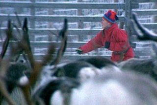Riitta Lehvonen porojen keskellä