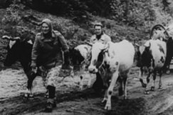 Kuva: Jatkosodan evakkoja.
YLE kuvanauha.