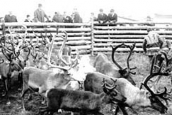 Kuva: Vierailu Lapissa.
(1960-luku)
Kalle Kultala