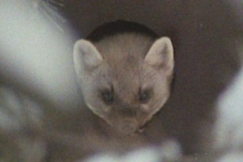 Kuva: N��t� Korkeasaaressa. YLE kuvanauha.