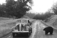 Kuva: Yellowstone National Park. (1950) YLE kuvanauha.