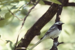 Kuva: V�st�r�kki - Pirkanmaan maakuntalintu. Esko Kitula.