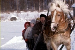 Kuva: Suomenhevonen vet�� reke�. Kuva: YLE kuvanauha