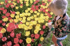 Kuva: Tytt� ihailee tulppaaneja. Kuvaajana Seppo Sarkkinen/YLE