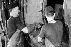 Kuva: El�imen vuota vaatii monta ty�vaihetta ennen kuin siit� syntyy valmis tuote. YLE kuvanauha.