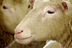 Kuva: Lampaita. YLE kuvanauha