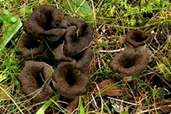 Kuva: Mustiatorvisieni�. YLE kuvanauha.