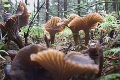 Kuva: Supopilovahveroita. YLE kuvanauha.