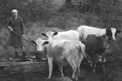 Kuva: Topeliaaninen Suomi. Nainen nostaa kaivosta vett� lehmille. Maatilan em�nt� ty�ss�. Kalle Kultala 1960-luku.