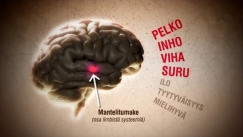 Kuva: Aivot (2011) Yle kuvanauha.