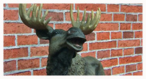 hirvi (copyright YLE/videokuvaa)