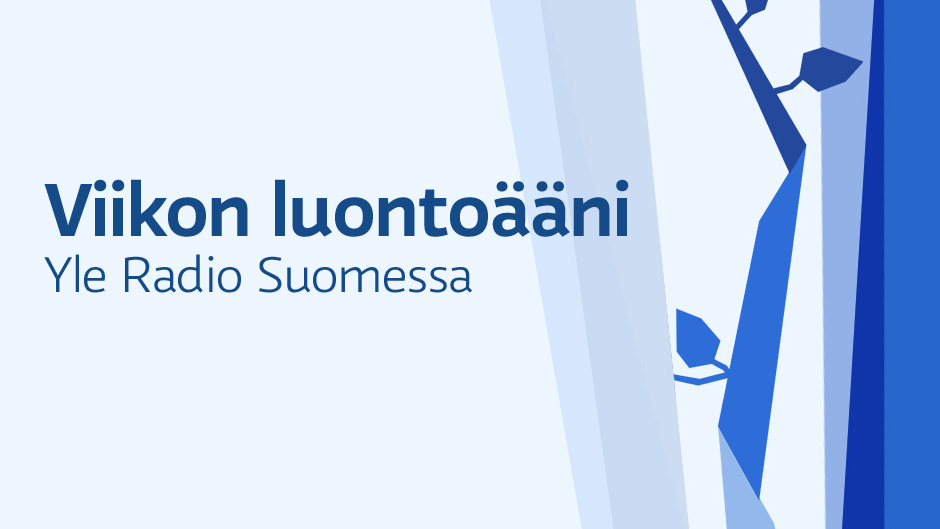 Viikon luontoääni: Varpushaukka