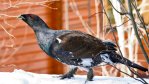 Tällainen komistus ilmestyi pihapiiriimme huhtokuun alussa 2011. Seurasi touhujamme koko päivän muutaman metrin päästä ja kulki perässämme. Kävi jopa patiollakin. Oli erittäin rauhallinen yksilö ja asteli ylväästi. Söi välillä vuorimännyn neulasia ja pensastuijan lehviä, ottipa päälle "ruokaperäisetkin".  Yöaikaan oli jatkanut omille teilleen. Tuleeko useinkin metso pihapiiriin ja onko tämä korpimetso vai? 