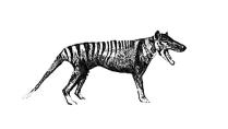 Tasmanianpussihukka (Thylacinus cynocephalus, Tasmania n. 1934) Tasmanianpussihukka oli hämärässä elelevä pussieläin. Sitä pidettiin hurjana petona, ja laji tapettiin sukupuuttoon kiivaalla metsästyksellä. Viimeinen yksilö Benjamin kuoli Hobartin eläintarhassa 7.syyskuuta vuonna 1936. 