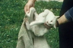 Kuva: Kissaa ty�nnet��n s�kkiin hukuttamistarkoituksessa. YLE kuvanauha. 