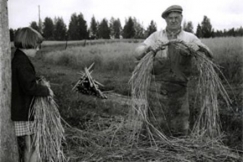 Kuva: Viljanpuintia Pornaisissa.
(1950-luku)
Eino Nurmi