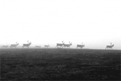 Kuva: Tunturimaisema. 
(2000-luku)
Pentti Kallinen