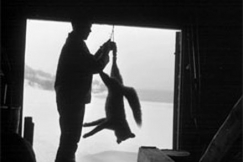 Kuva: Ketunmets�st�j� 
Enonteki�st�.
(1960-luku)
Kalle Kultala