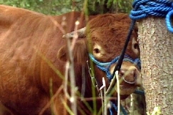 Kuva: Syyskuussa kiinni saatu Liekki-sonni. YLE kuvanauha.