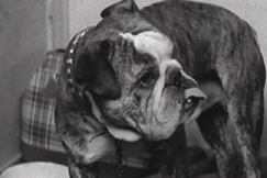 Kuva: Bulldoggi. YLE kuvanauha.