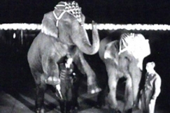 Kuva: Norsuja Messuhallin sirkuksessa. (1955) YLE kuvanauha.