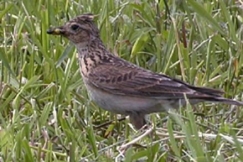 Kuva: Kiuru - Keski-Pohjanmaan maakuntalintu. Risto Salovaara.