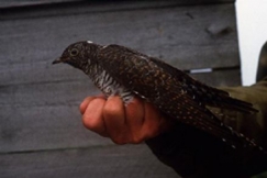 Kuva: K�ki rengastajan k�dess�. 
YLEn kuva-arkisto / Juha Laaksonen.