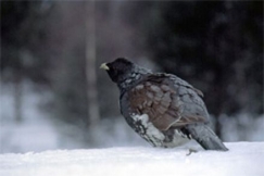 Kuva: Metso - Keski-Suomen maakuntalintu. Pentti Kallinen.