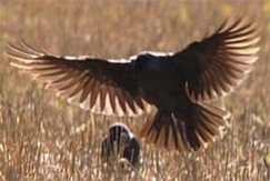 Kuva: Naakka - Varsinais-Suomen maakuntalintu. (2006) Sari Pippuri.