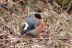 Kuva: Punatulkku - Kymenlaakson maakuntalintu. (2006) Sari Pippuri.