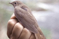 Kuva: Satakieli - Etel�-Karjalan maakuntalintu. Juha Laaksonen.