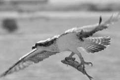 Kuva: S��ksi l�hd�ss� lentoon. YLE. 