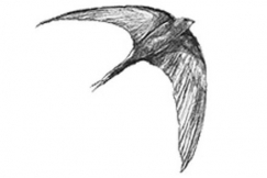 Kuva: Tervap��sky.
Piirros: Minna Pyykk�.