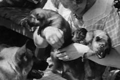 Kuva: Saksanpaimenkoiran pentuja. YLE kuvanauha.