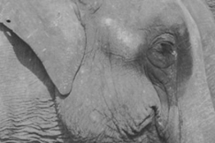 Kuva: Kun sirkus tulee kapunkiin, on se aina melkoinen tapus. YLE kuvanauha.