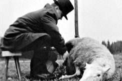 Kuva: Vakuutusasia on syd�men asia -dokumentissa tarvittiin v�h�n k�rjekk��mpi� keinoja kuvamaan esimerkiksi sit� kuinka vakuutusyhti�t lypsiv�t asiakkaitaan, vakuutuksenottajia. (1966) YLE kuvanauha.