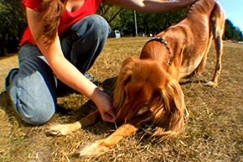 Kuva: Koiraa houkutellaan maahan. YLE kuvanauha.