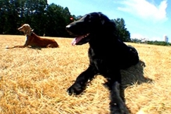 Kuva: Kaksi koiraa makaa maassa. YLE kuvanauha.