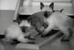 Kuva: Kissa. YLE kuvanauha.