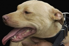 Kuva: Amerikanpitbullterrieri. AP Graphics Bank 24.7.2007.