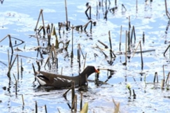 Kuva: Pertti Heikkinen, www.imagepark.biz, rantakanoihin kuuluva Liejukana