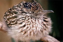 Kuva: Jupiterimages/BrandX 2007, K�ki