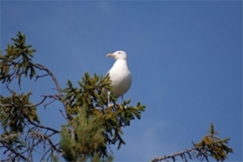 Kuva: Pekka Kauranen 2006, Harmaalokki