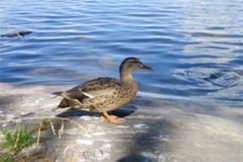 Kuva: Arja Lento 2006, Sinisorsa