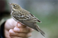 Kuva: Juha Laaksonen 1990, Mets�kirvinen