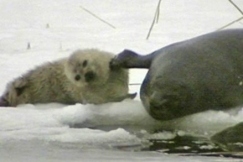 Kuva: Norppaemo hoivaa kuuttia. Juha Taskinen.