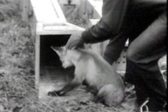 Kuva: Kettu laitetaan koeluolastoon. YLE kuvanauha.